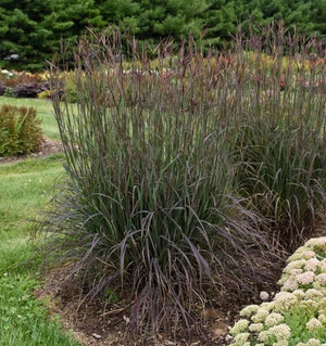Andropogon 'Blackhawks'