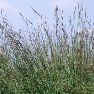 Andropogon gerardii