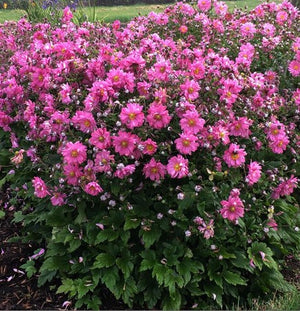 Anemone 'Fall in Love® Sweetly'