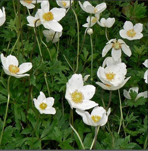 Anemone sylvestris