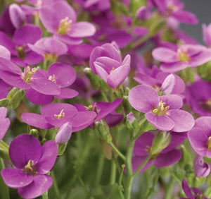 Arabis 'Little Treasure™ Deep Rose'