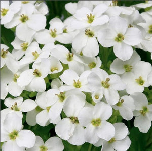 Arabis 'Little Treasure™ White'