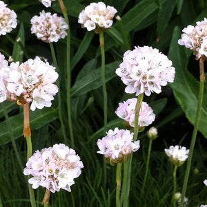 Armeria maritima 'Alba'
