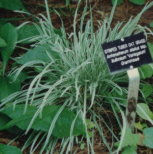 Arrhenatherum variegatum
