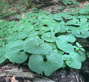Asarum canadense