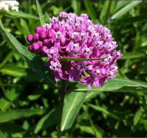 Asclepias incarnata