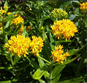 Asclepias 'Hello Yellow'