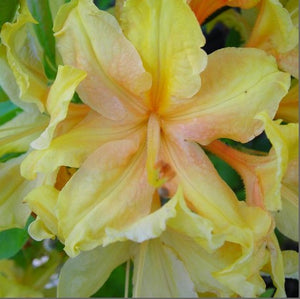 Azalea 'Golden Lights'