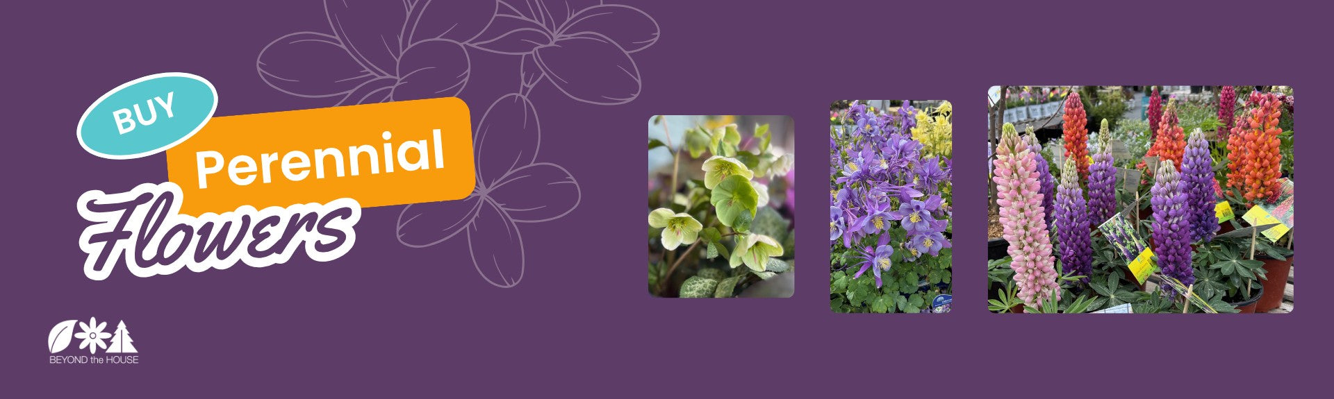 Shop perennial flowers in Ottawa at Beyond the House garden center with a wide selection of flowering plants and greenery