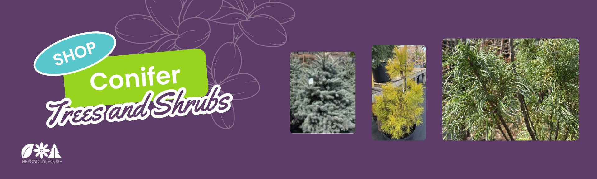 Shop conifer trees and shrubs at Beyond the House garden center in Ottawa featuring evergreen plants and ornamental varieties