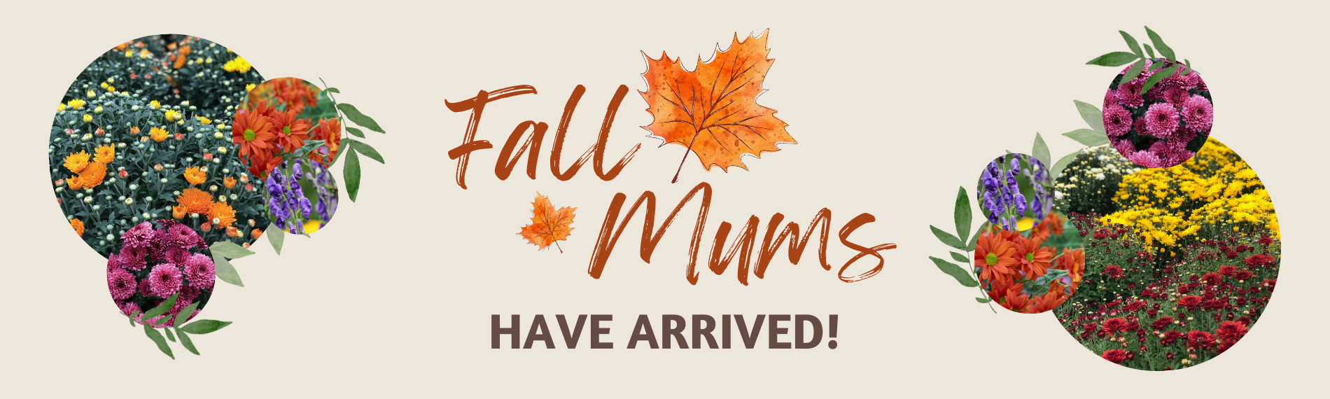 Fall Mums Have Arrived in Beyond the House Garden Centre in Ottawa