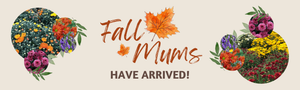   Fall Mums Have Arrived in Beyond the House Garden Centre in Ottawa 