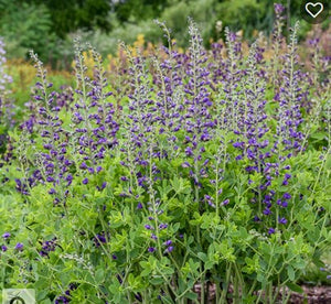Baptisia 'Periwinkle Popsicle'