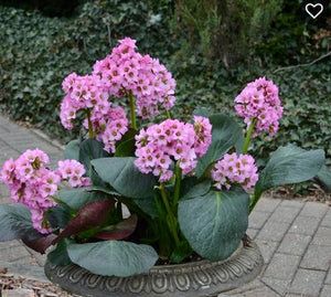 Bergenia 'Miss Piggy'