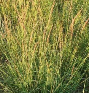 Bouteloua curtipendula