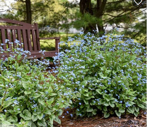 Brunnera 'Jack of Diamonds'