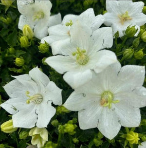 Campanula 'Pearl White'