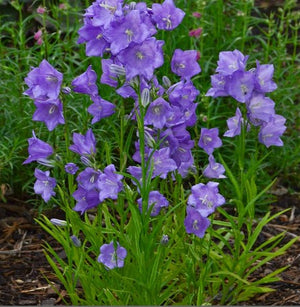 Campanula 'Takion Blue'