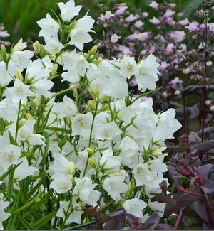 Campanula 'Takion White'