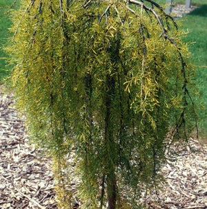 Caragana arborescens pendula 'Walker's'