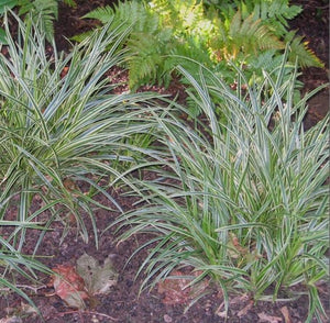 Carex 'Ice Dance'
