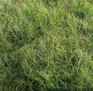 Carex appalachica