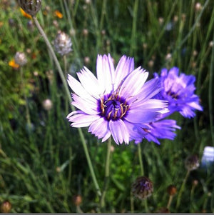 Catananche 'Amor Blue'