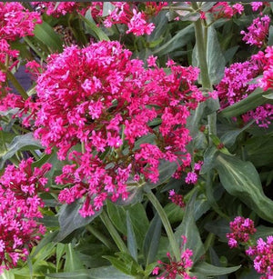 Centranthus 'Rosey Red'
