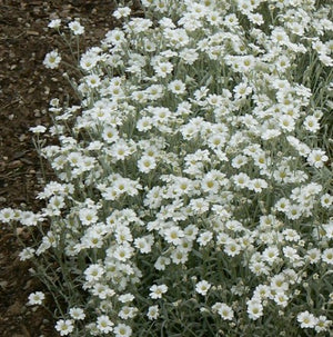 Cerastium tomentosum