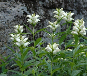 Chelone glabra
