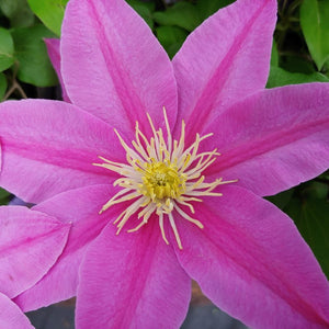 Clematis 'Alaina'