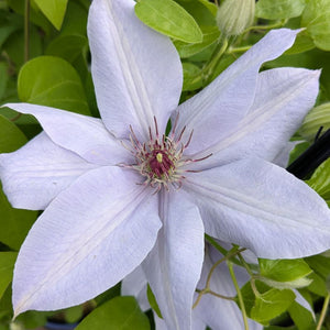 Clematis Bernadine™