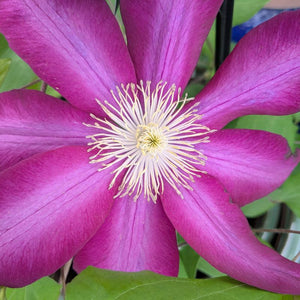 Clematis 'Bourbon'
