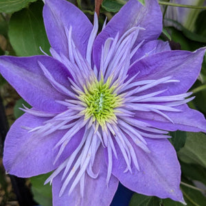 Clematis Crystal Fountain™