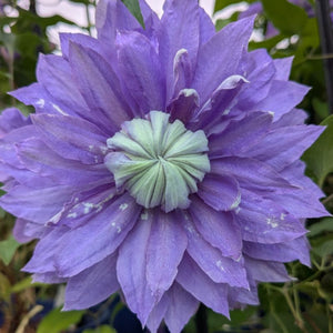 Clematis Diamantina™