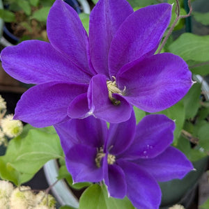 Clematis 'Diana's Delight'