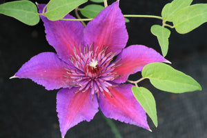 Clematis 'Edda™'