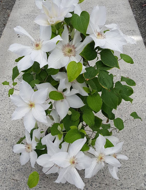 Clematis 'Flute'