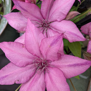 Clematis 'Giselle'