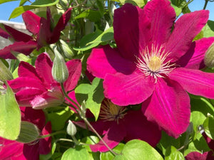 Clematis 'Issey'