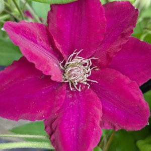 Clematis 'Jie™'