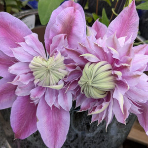 Clematis 'Josephine'