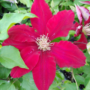 Clematis 'Rebecca'