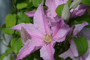 Clematis 'Sally'