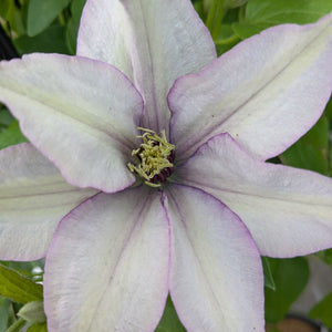 Clematis 'Samaritan Jo™'