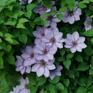 Clematis 'Still Waters"'