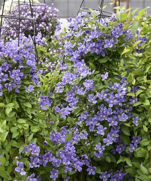 Clematis 'Rain Dance'