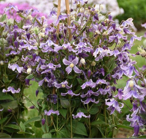 Clematis 'Stand by Me Lavender'