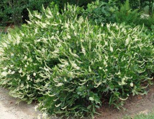 Clethra alnifolia 'Summer Sparkler™'