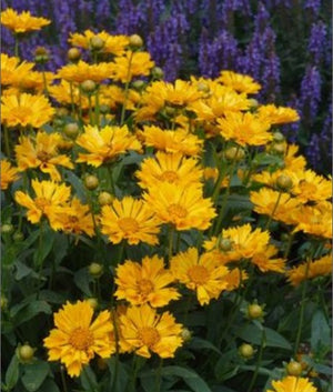Coreopsis 'Jethro Tull'